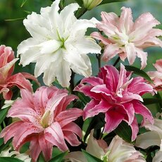 Лилии - Товары для дома и сада