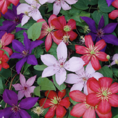 Клематисы - Товары для дома и сада