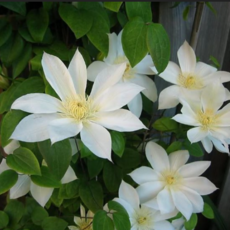 Клематис Вадас Примроуз крупноцветковый (2) - Товары для дома и сада