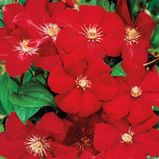 Клематис Руж кардинал крупноцветковый (3) - Товары для дома и сада