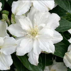 Клематис Вайт Арабелла цельнолистный (3) - Товары для дома и сада