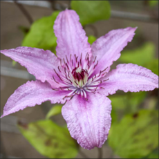 Клематис Хегли Хайбрид крупноцветковый (3) - Товары для дома и сада