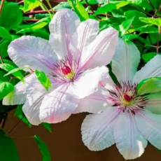 Клематис Иоанн Павел II крупноцветковый (2) - Товары для дома и сада