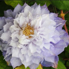 Клематис Вероника Чойс (Выбор Вероники) махровый (2) - Товары для дома и сада