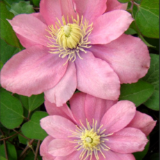 Клематис Литл Мермейд крупноцветковый (2) - Товары для дома и сада