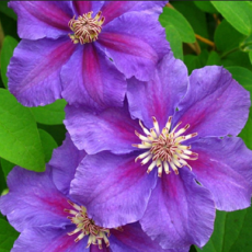 Клематис Ашва крупноцветковый (3) - Товары для дома и сада