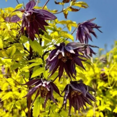 Клематис (Княжник) Люминоус Даск - Товары для дома и сада