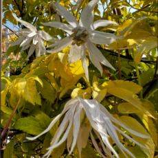 Клематис (Княжик) Люминос Сноу (1) - Товары для дома и сада