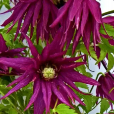 Клематис (Княжик) Пурпл Сюрпрайз (Пурпурный сюрприз) махровый (1) - Товары для дома и сада