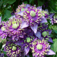 Клематис Тайга махровый мелкоцветковый (3) - Товары для дома и сада