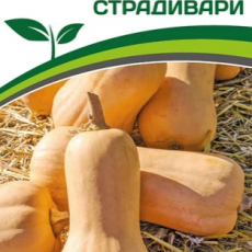 Партнер Тыква СТРАДИВАРИ (10шт) - Товары для дома и сада