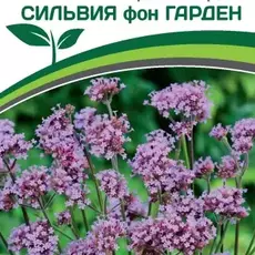 Партнер Вербена бонарская СИЛЬВИЯ фон ГАРДЕН ^(10шт в амп) - Товары для дома и сада