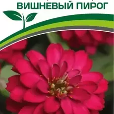 Партнер Цинния ВИШНЕВЫЙ ПИРОГ / мариландская махровая ^(5шт) - Товары для дома и сада