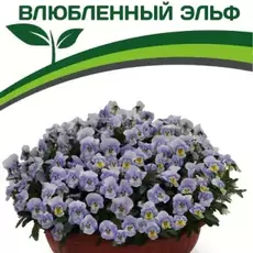 Партнер Виола F1 серия "Соблазн" ВЛЮБЛЕННЫЙ ЭЛЬФ ^(5шт в амп) - Товары для дома и сада