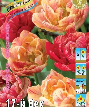 Тюльпан 17-й век Двойной эффект - Товары для дома и сада