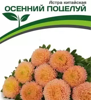 Партнер Астра китайская ОСЕННИЙ ПОЦЕЛУЙ ^(5шт в амп) - Товары для дома и сада