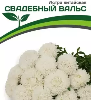 Партнер Астра китайская СВАДЕБНЫЙ ВАЛЬС ^(5шт в амп) - Товары для дома и сада