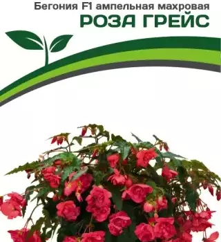 Партнер Бегония F1 клубневая ампельная махровая РОЗА ГРЕЙС ^(5шт в амп) - Товары для дома и сада
