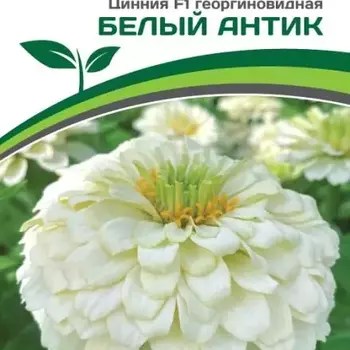 Партнер Цинния F1 БЕЛЫЙ АНТИК / георгиновидная ^(4шт) - Товары для дома и сада