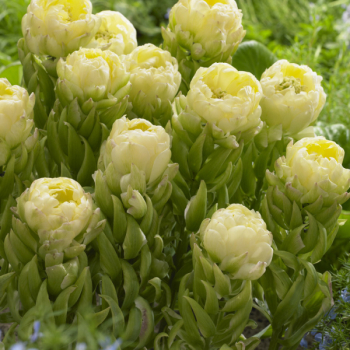 Тюльпан Эмеральд Стар Двойной эффект  - Товары для дома и сада