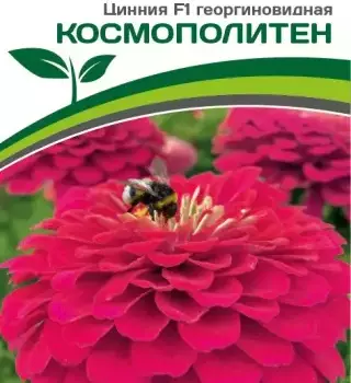 Партнер Цинния F1 КОСМОПОЛИТЕН / георгиновидная ^(4шт) - Товары для дома и сада