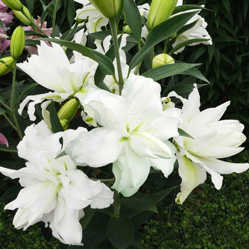 Лотус Айс - Товары для дома и сада