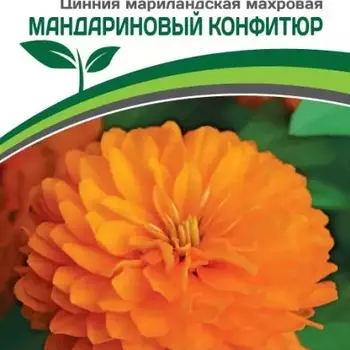 Партнер Цинния МАНДАРИНОВЫЙ КОНФИТЮР / мариландская махровая ^(5шт) - Товары для дома и сада