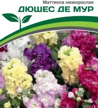 Партнер Маттиола низкорослая ДЮШЕС ДЕ МУР^(10шт) 2-ной пак - Товары для дома и сада