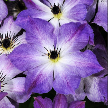 Клематис Клаудберст крупноцветковый (3) - Товары для дома и сада