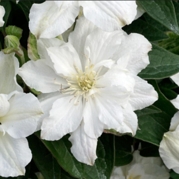 Клематис Вайт Арабелла цельнолистный (3) - Товары для дома и сада