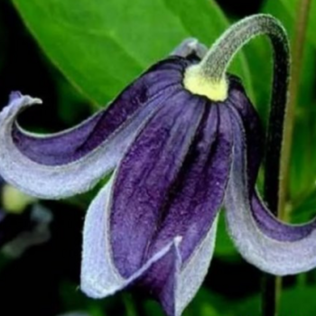 Клематис Фасцинейшн мелкоцветковый (3) - Товары для дома и сада