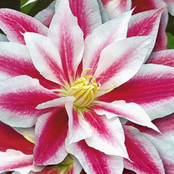 Клематис Андромеда крупноцветковый (2) - Товары для дома и сада