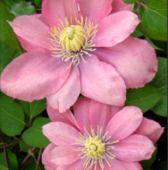 Клематис Литл Мермейд крупноцветковый (2) - Товары для дома и сада