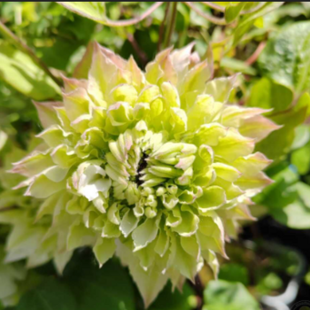 Клематис Мидори (2) - Товары для дома и сада