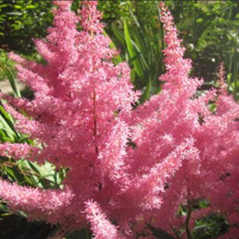 Астильба арендса Анита Пфайфер - Товары для дома и сада