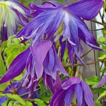 Клематис (княжик) Блю Сюрпрайз (Blue Surprise) - Товары для дома и сада