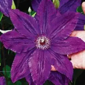 Клематис Каспер крупноцветковый (2) - Товары для дома и сада