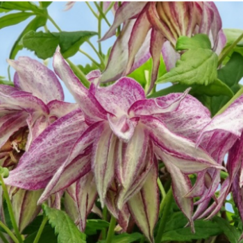 Клематис (Княжик) Пинк Сюрпрайз (Розовый сюрприз) махровый (1) - Товары для дома и сада