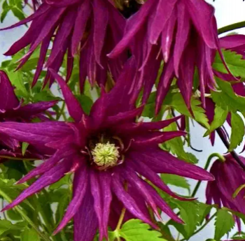 Клематис (Княжик) Пурпл Сюрпрайз (Пурпурный сюрприз) махровый (1) - Товары для дома и сада