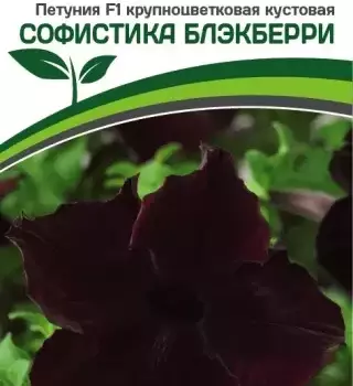 Партнер Петуния F1 серия СОФИСТИКА БЛЭКБЕРРИ/ крупноцветковая кустовая ^(5шт в амп) - Товары для дома и сада