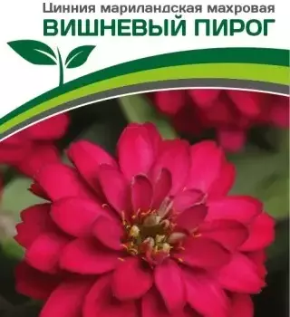 Партнер Цинния ВИШНЕВЫЙ ПИРОГ / мариландская махровая ^(5шт) - Товары для дома и сада